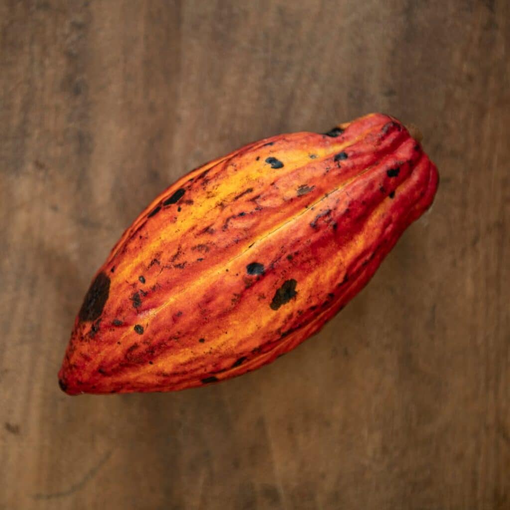 How To Make Chocolate From Scratch From A Fresh Cacao Pod – Step By Step